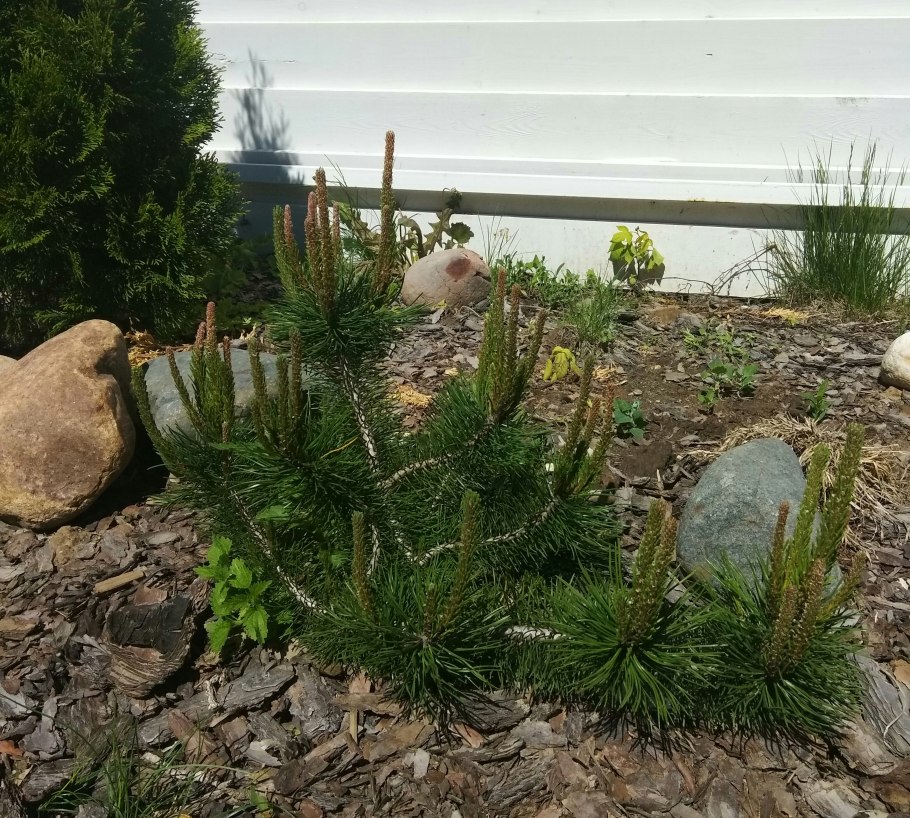 Сосна Горная Якобсен Pinus mugo Jakobsen