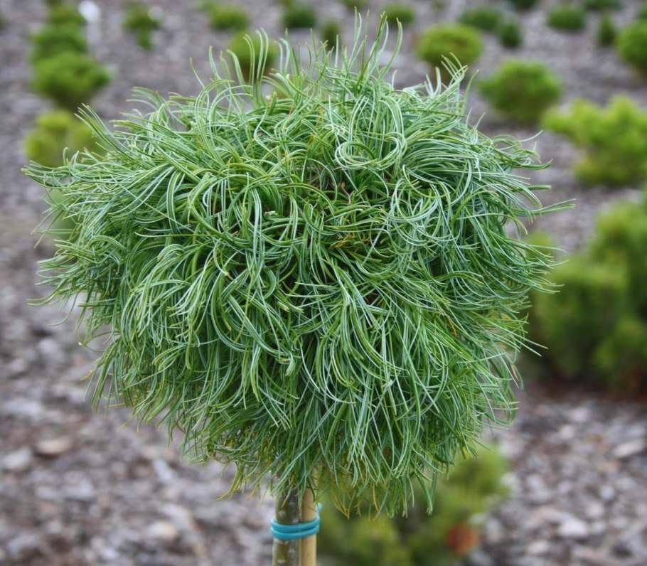 Pinus mugo Agatka