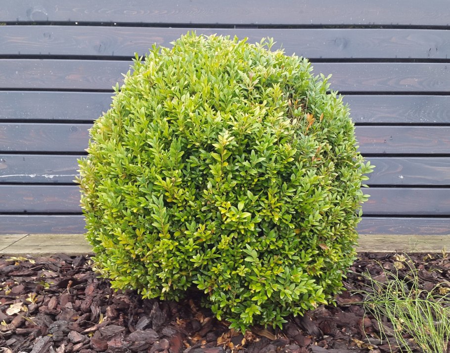 Buxus sempervirens самшит