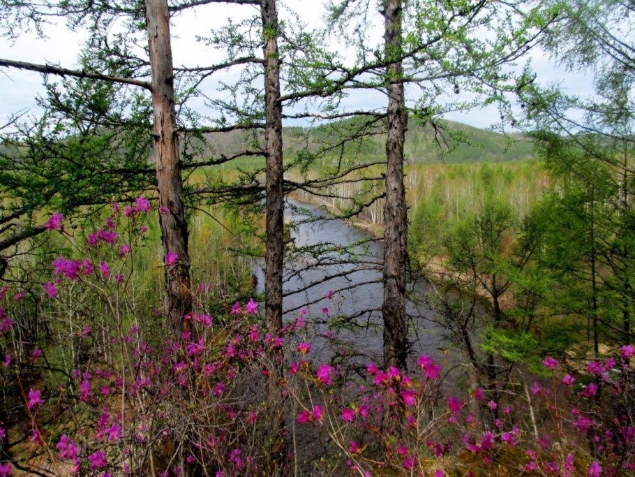 Уссурийская глухая Тайга