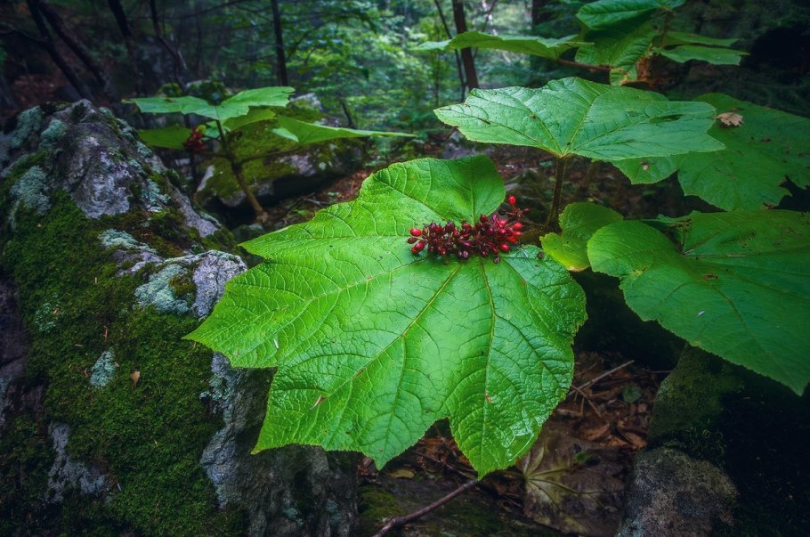 Заманиха Аралиевые