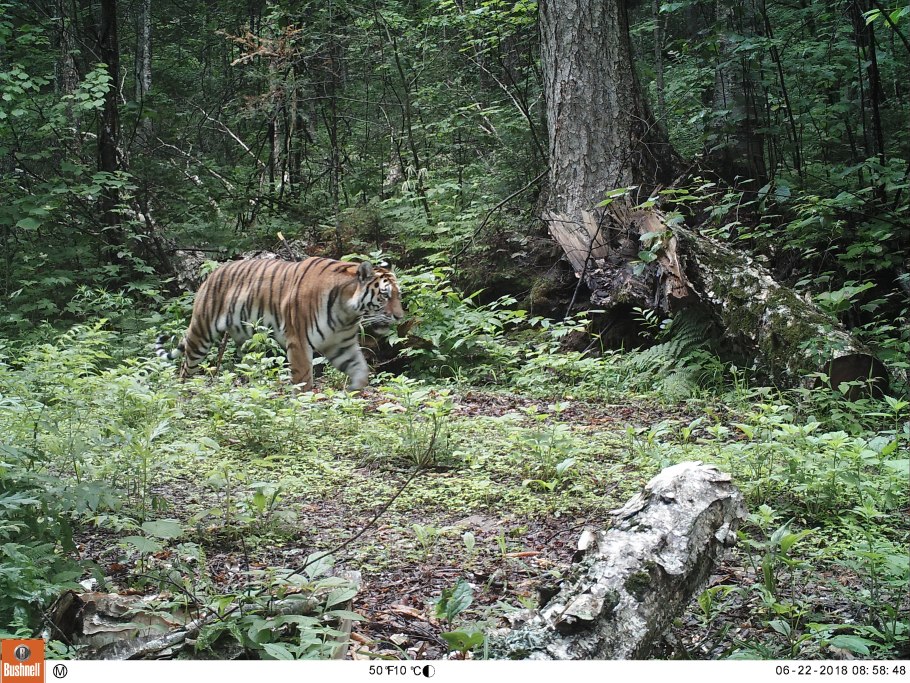 Амба царь тайги