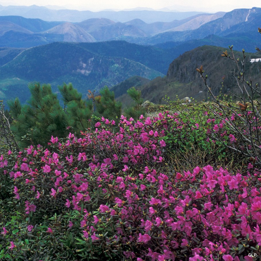 Флора Уссурийской тайги