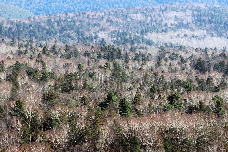 Приморский край Уссурийская Тайга