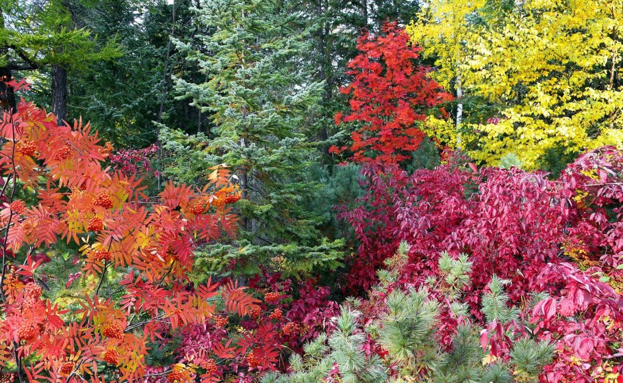 Растительный мир Уссурийской тайги