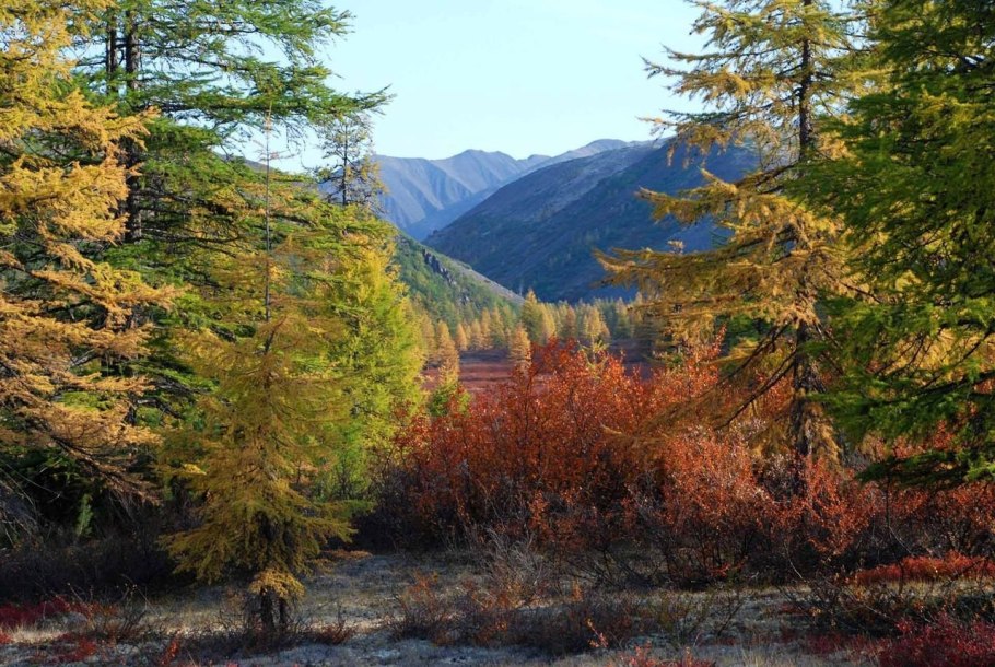 Приморский край Уссурийская Тайга
