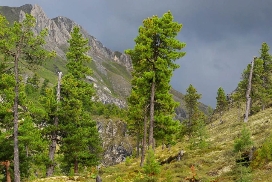 Алтайский заповедник кедры