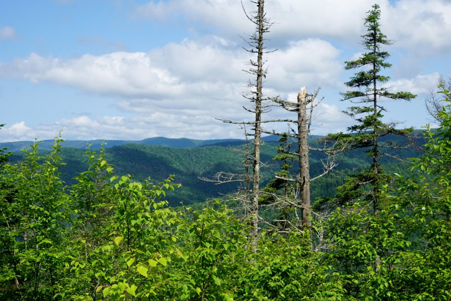Папоротник в тайге