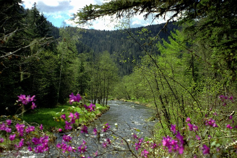 Центрально-Лесной заповедник Флора