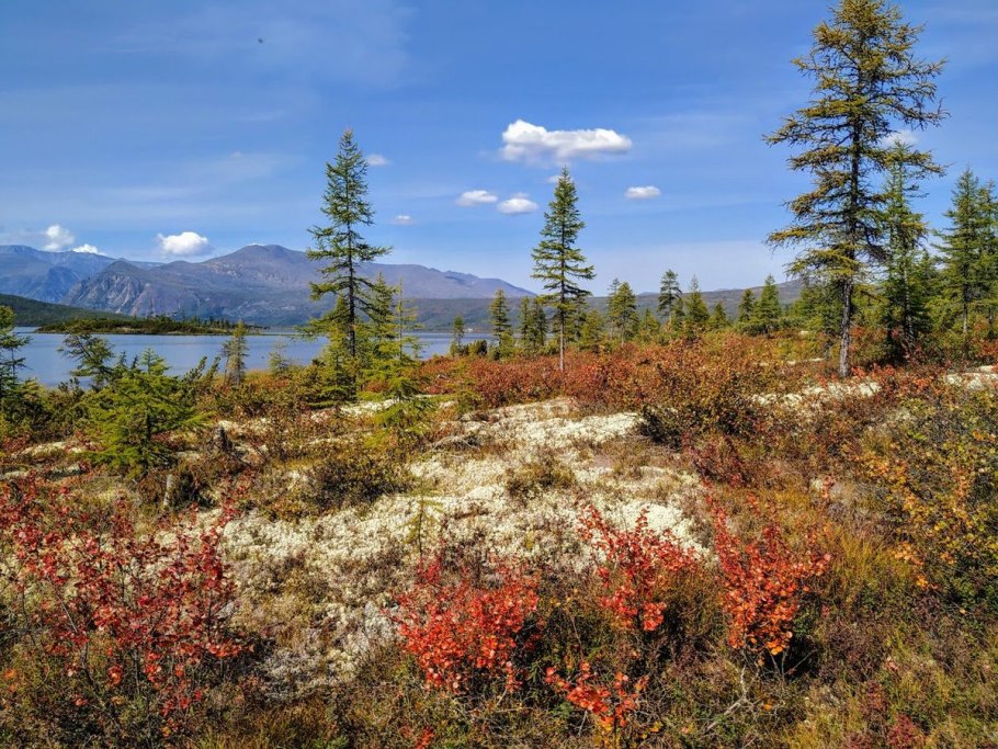 Багульник цветет