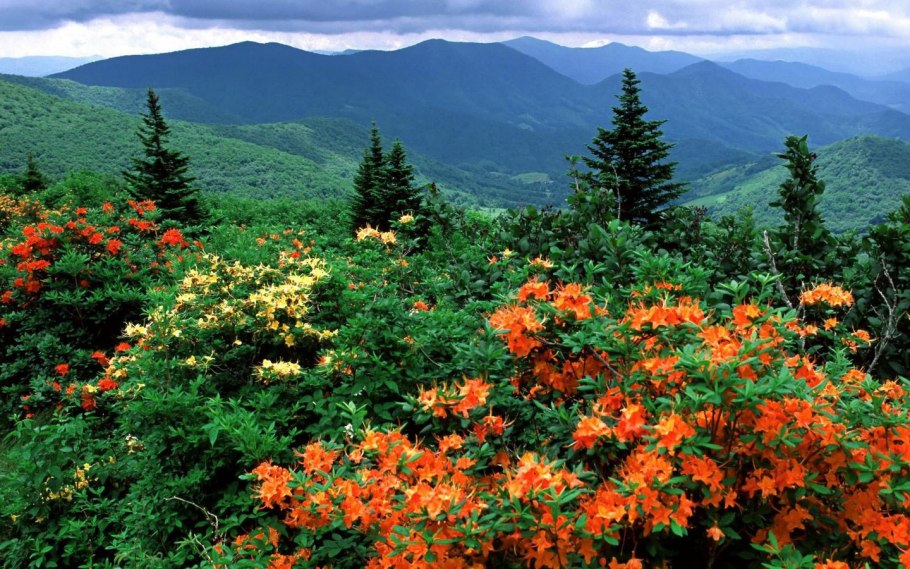 Сопки багульник Забайкалье