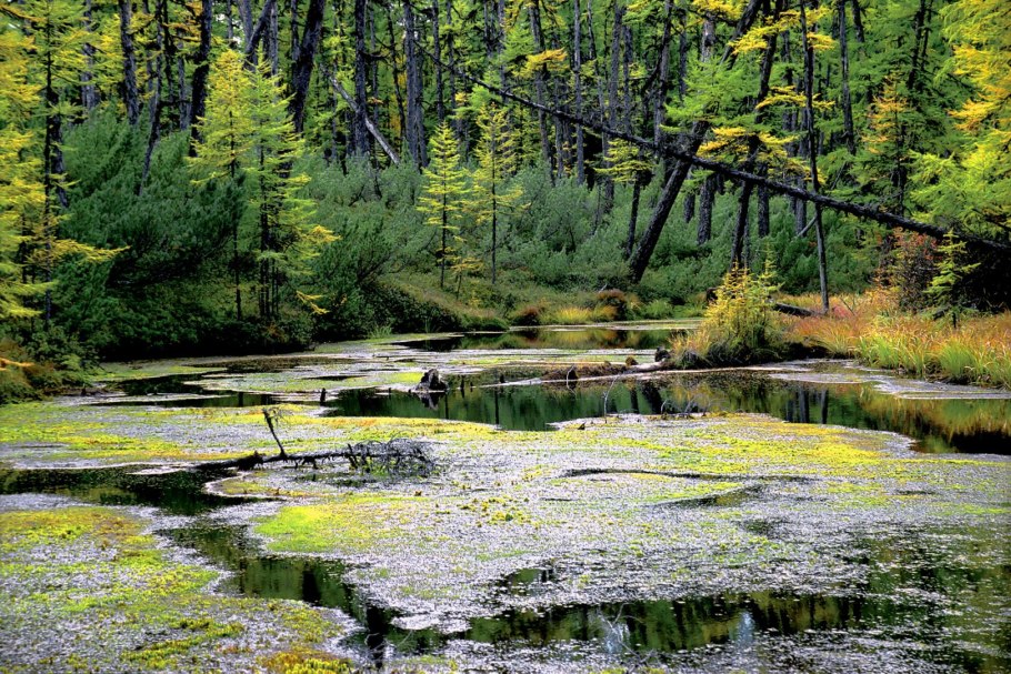 Стланик Дальневосточный
