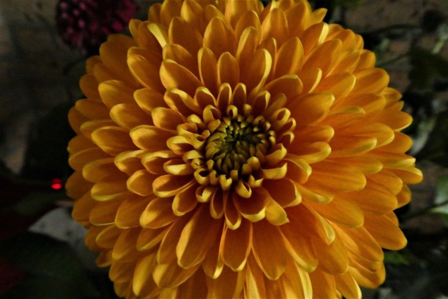 Корейская Хризантема Олина