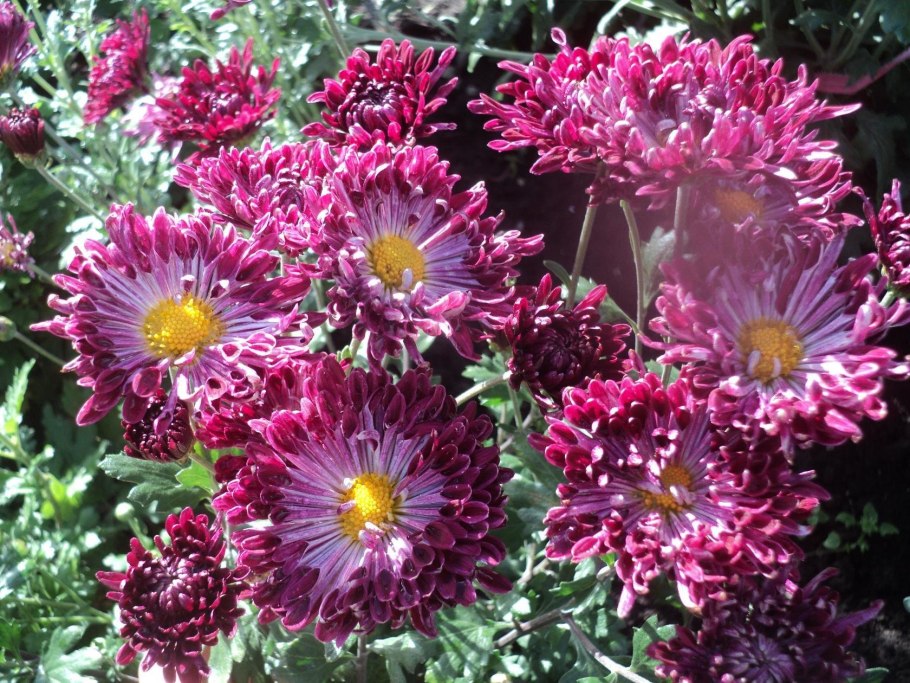 Хризантема "Тисенто"