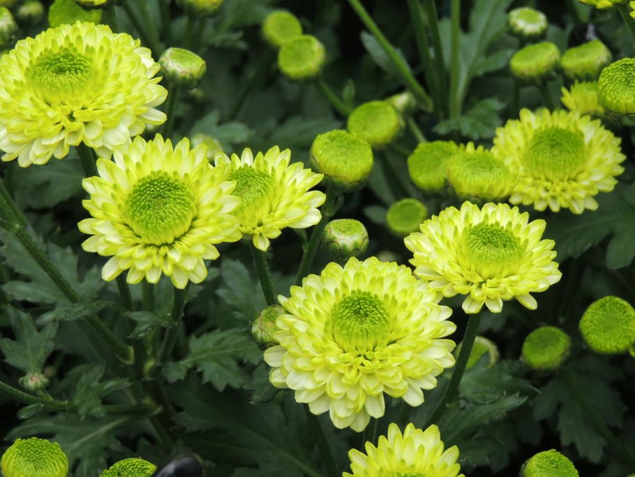 Хризантема морифолиум