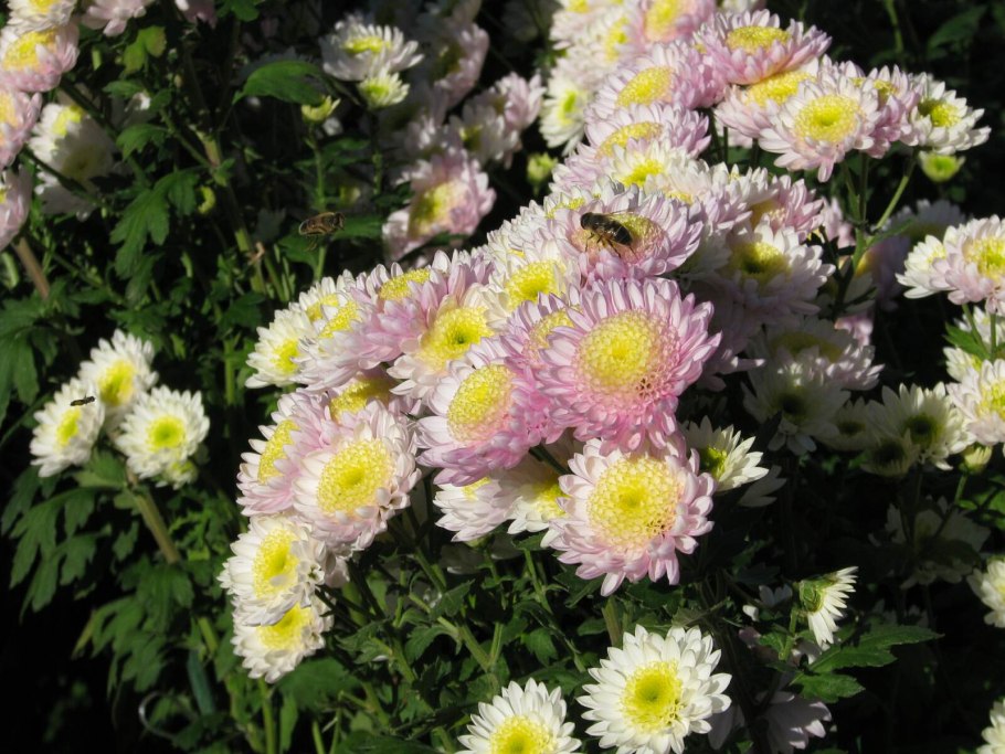 Хризантема Гилберт Лайт перпл