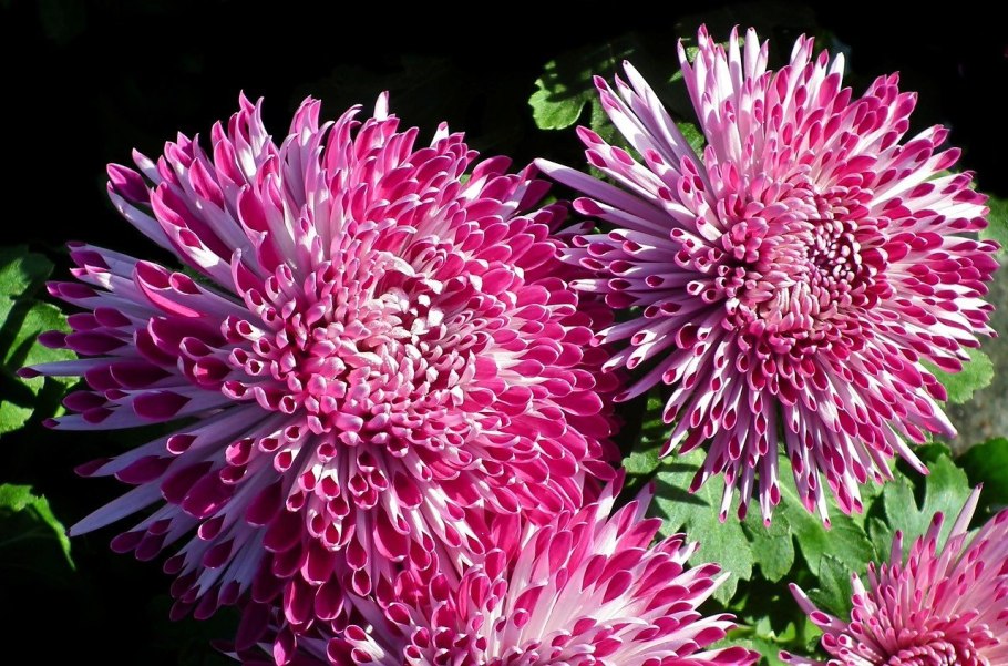 Хризантема перистая