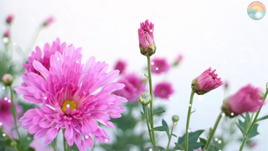 Хризантема Венди Еллоу