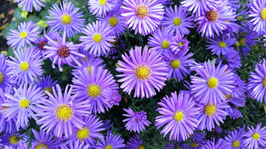 Культурные растения Астра