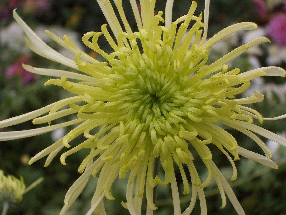 Хризантема Бальтазар