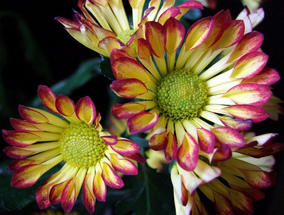 Хризантема Гранд Пинк