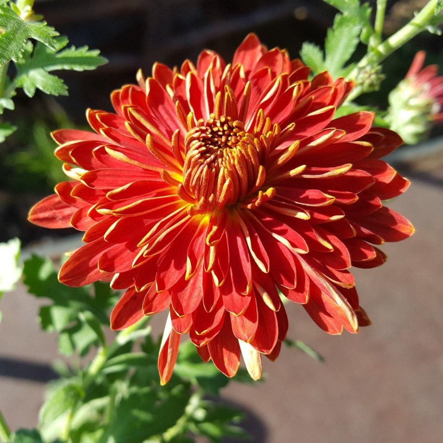 Хризантема &#96;мультифлора&#96; &#96; Balios&#96;