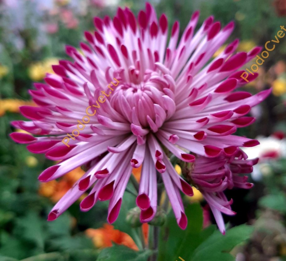 Хризантема Сантош