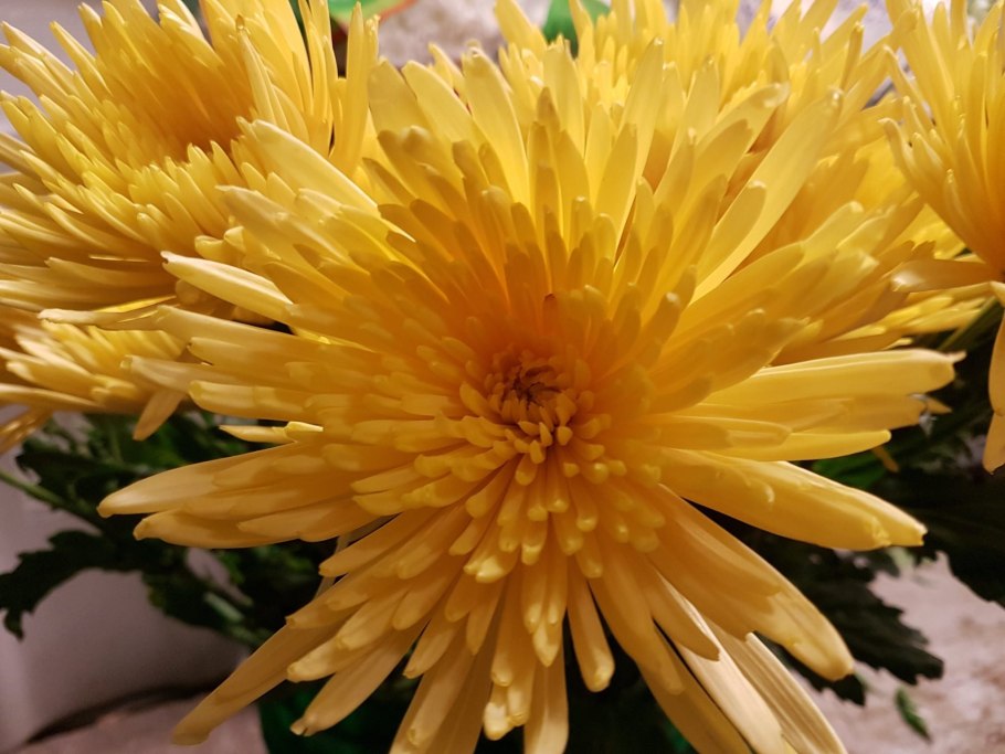 Хризантема Дунетти