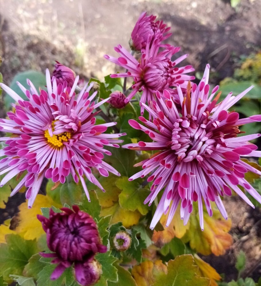 Россана Шарлотта Хризантема