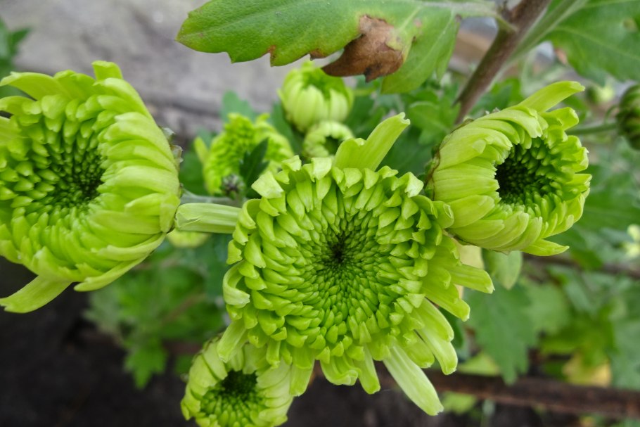 Хризантема Копикет Еллоу