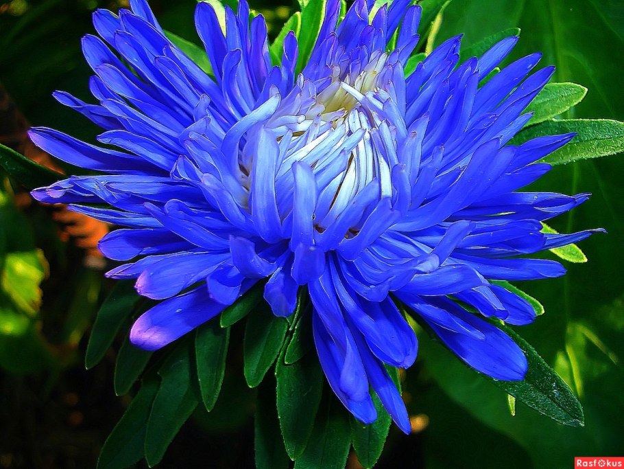 Астра Фламир темно-синий