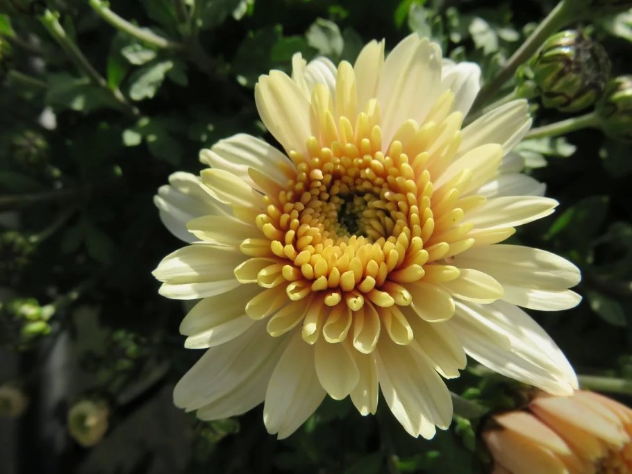 Хризантема Эвелина