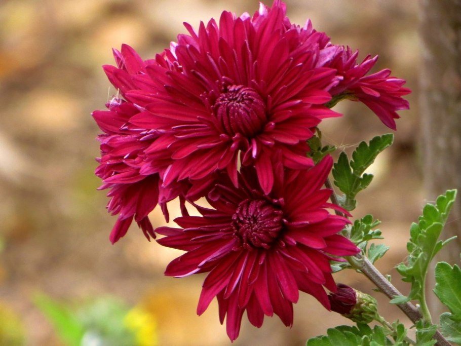 Хризантема калимба