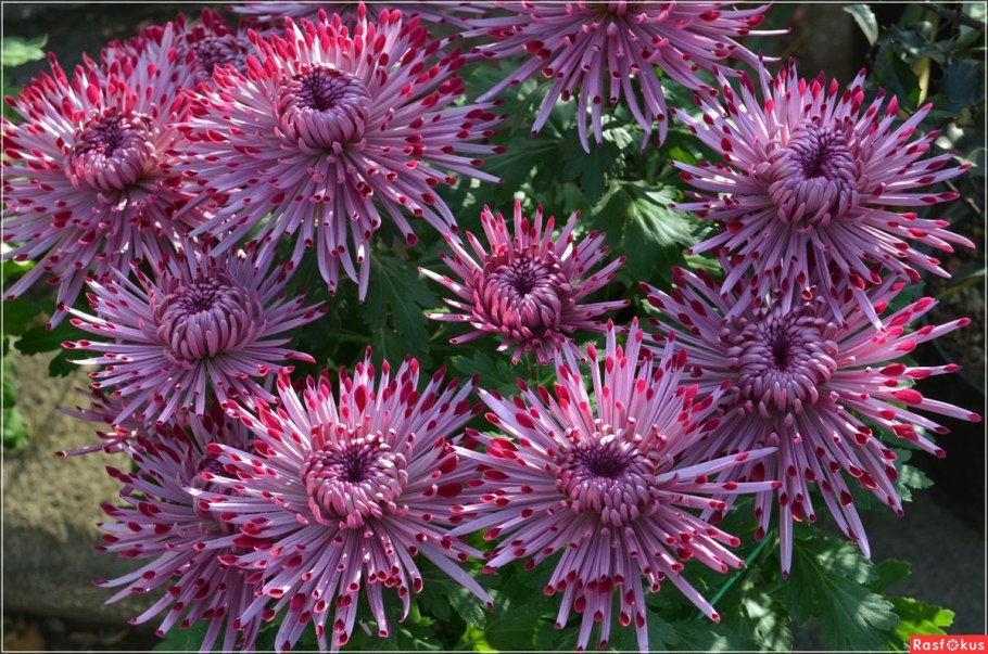 Хризантема корейская Ярославна