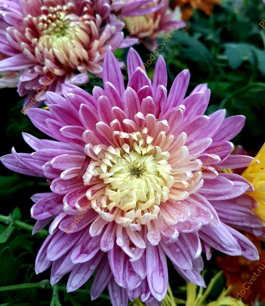 Хризантема Афродита