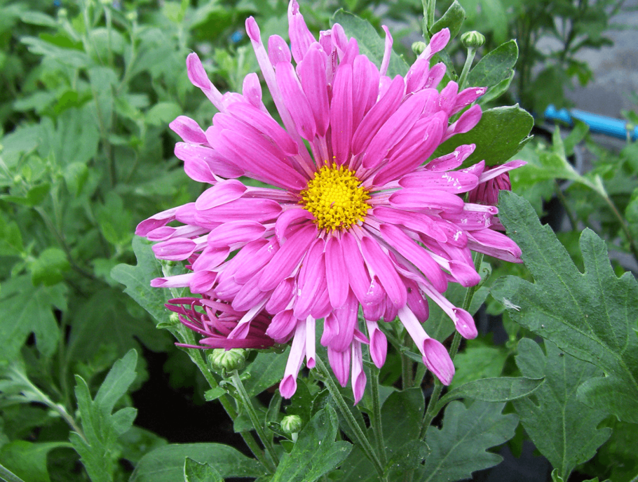 Хризантема морифолиум