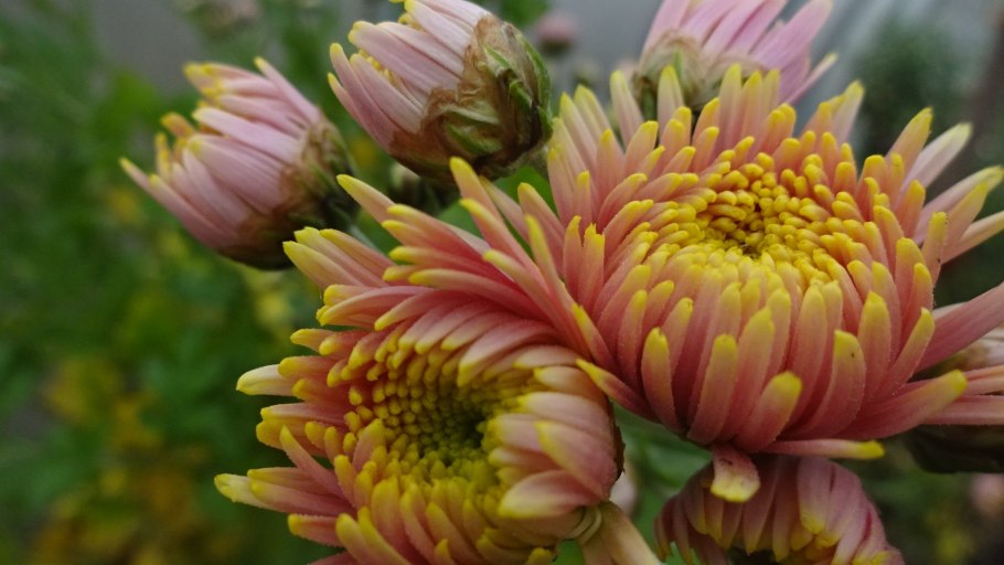 Хризантема Россано оранж