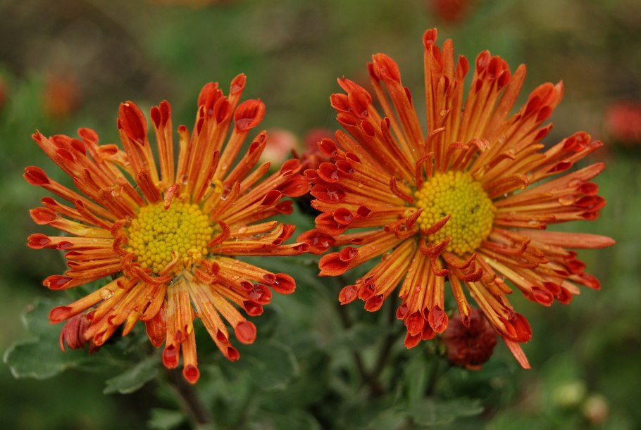 Хризантема Кинг Еллоу