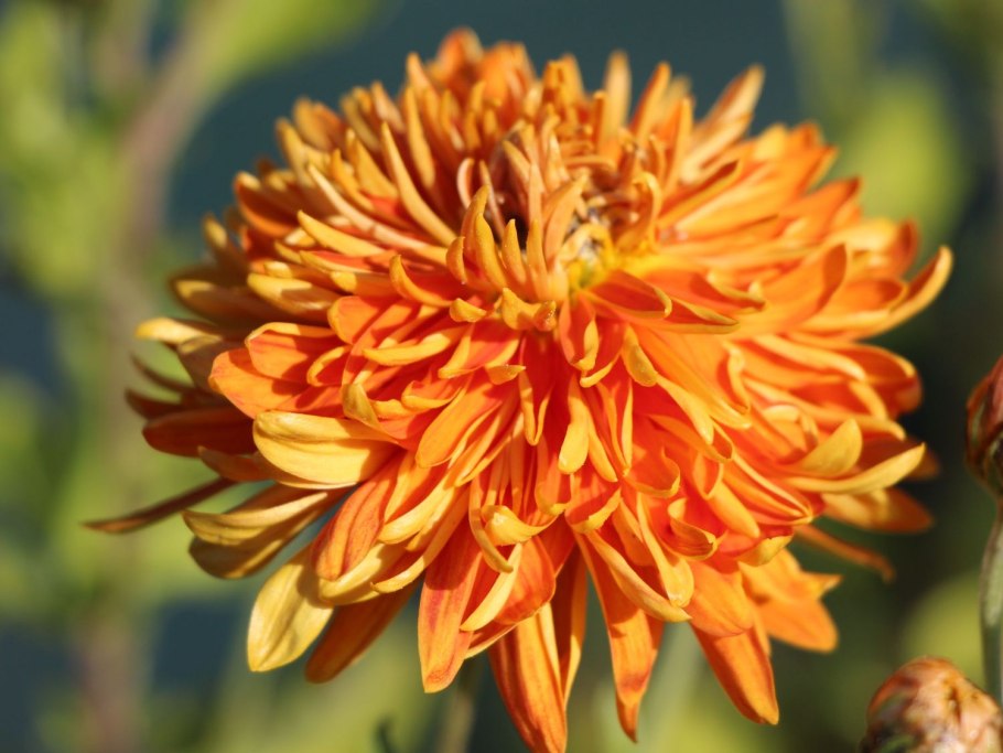 Хризантема Дюна