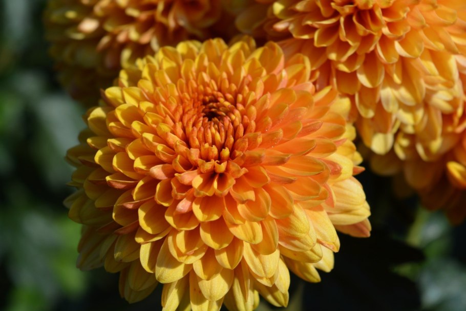 Хризантема корейская ложковидная