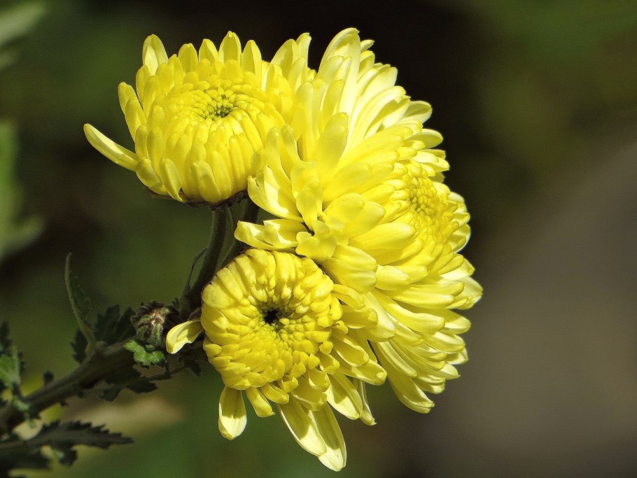 Хризантема Джульетта