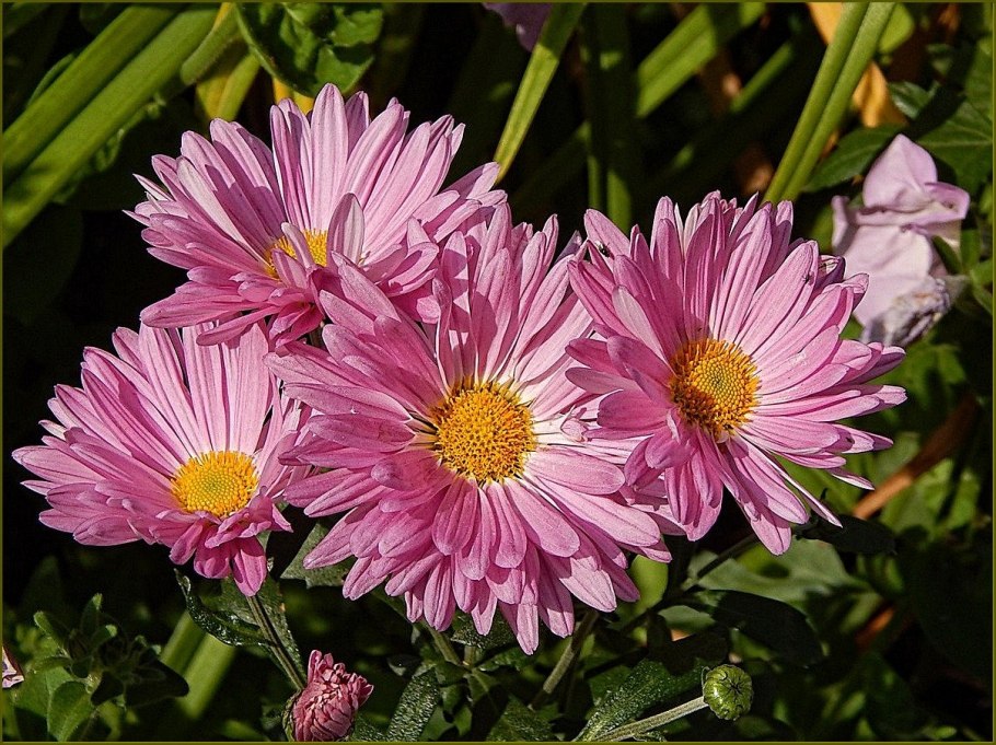 Хризантема Анабель