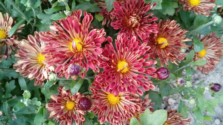 Хризантема многостебельная