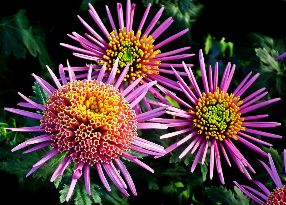 Корейская Хризантема Олина