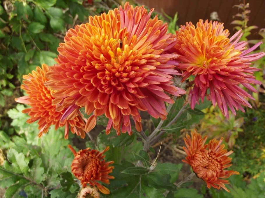 Хризантема Джорджия