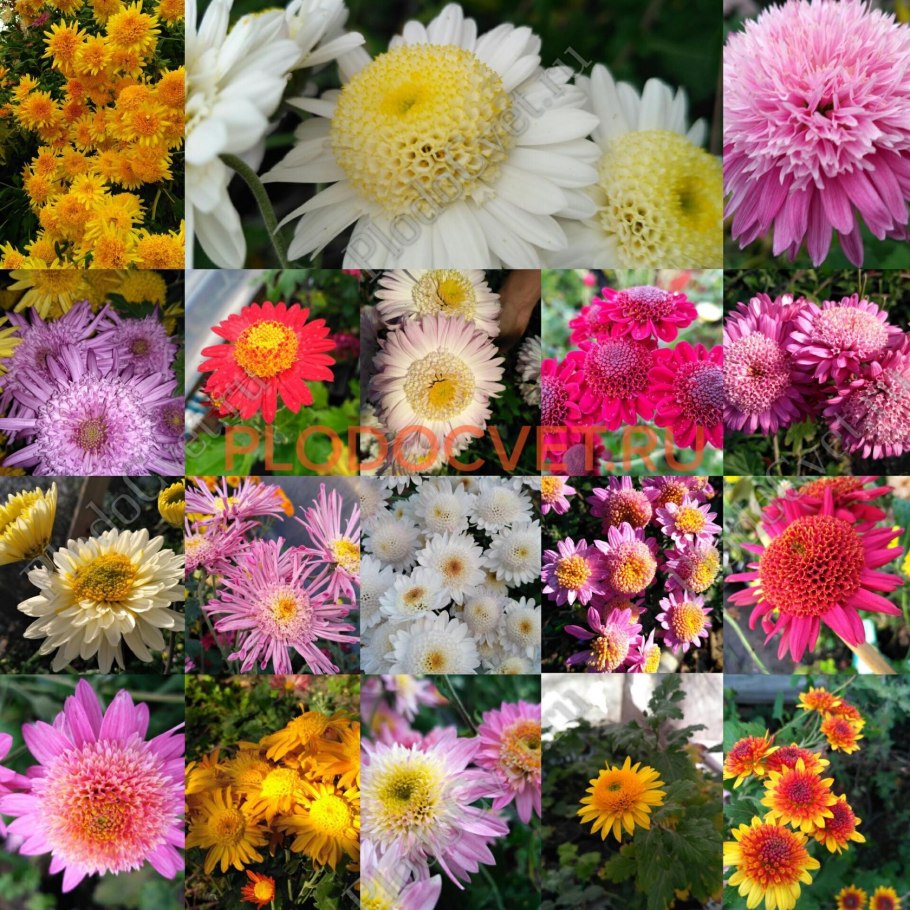 Хризантема корейская горицвет