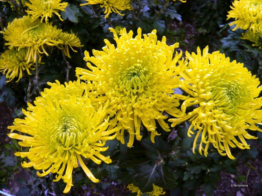 Хризантема Хризантема Gustav