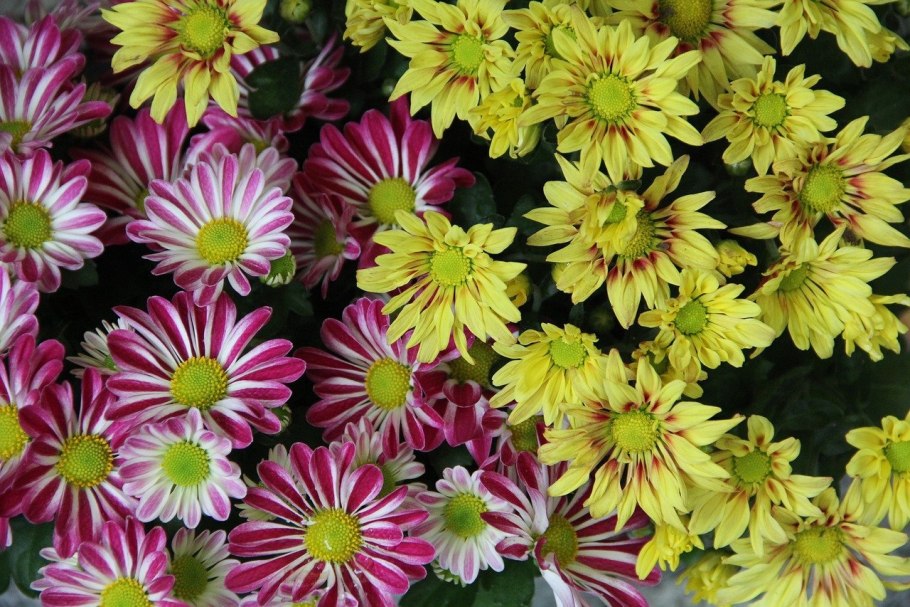Хризантема георгиновидная