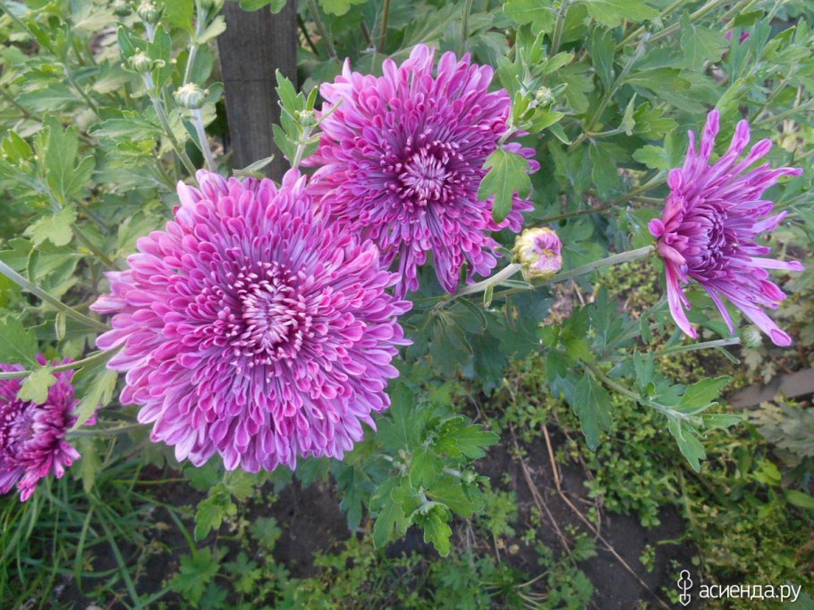 Хризантема Бислет