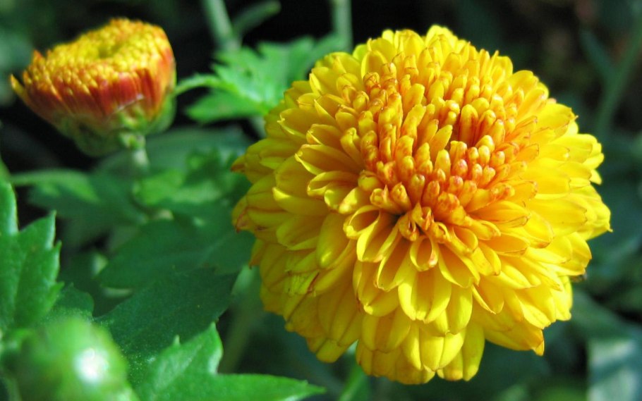 Хризантема корейская крупноцветковая